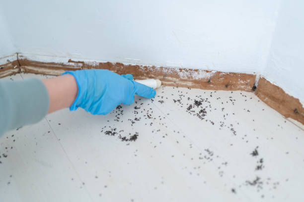 Best Flea Control Services  in Mahopac, NY